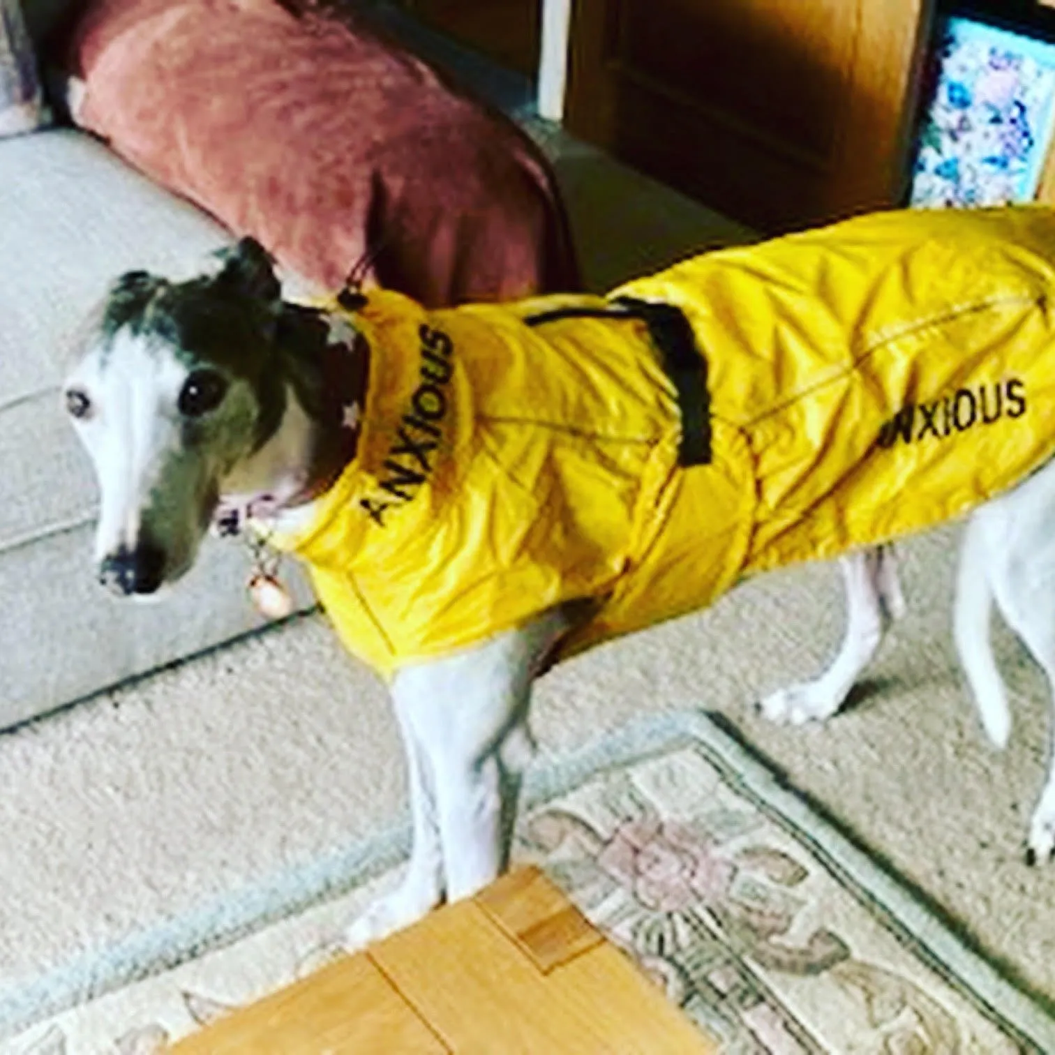 ANXIOUS DOG YELLOW LIGHTWEIGHT RAINCOAT (Extra Large)