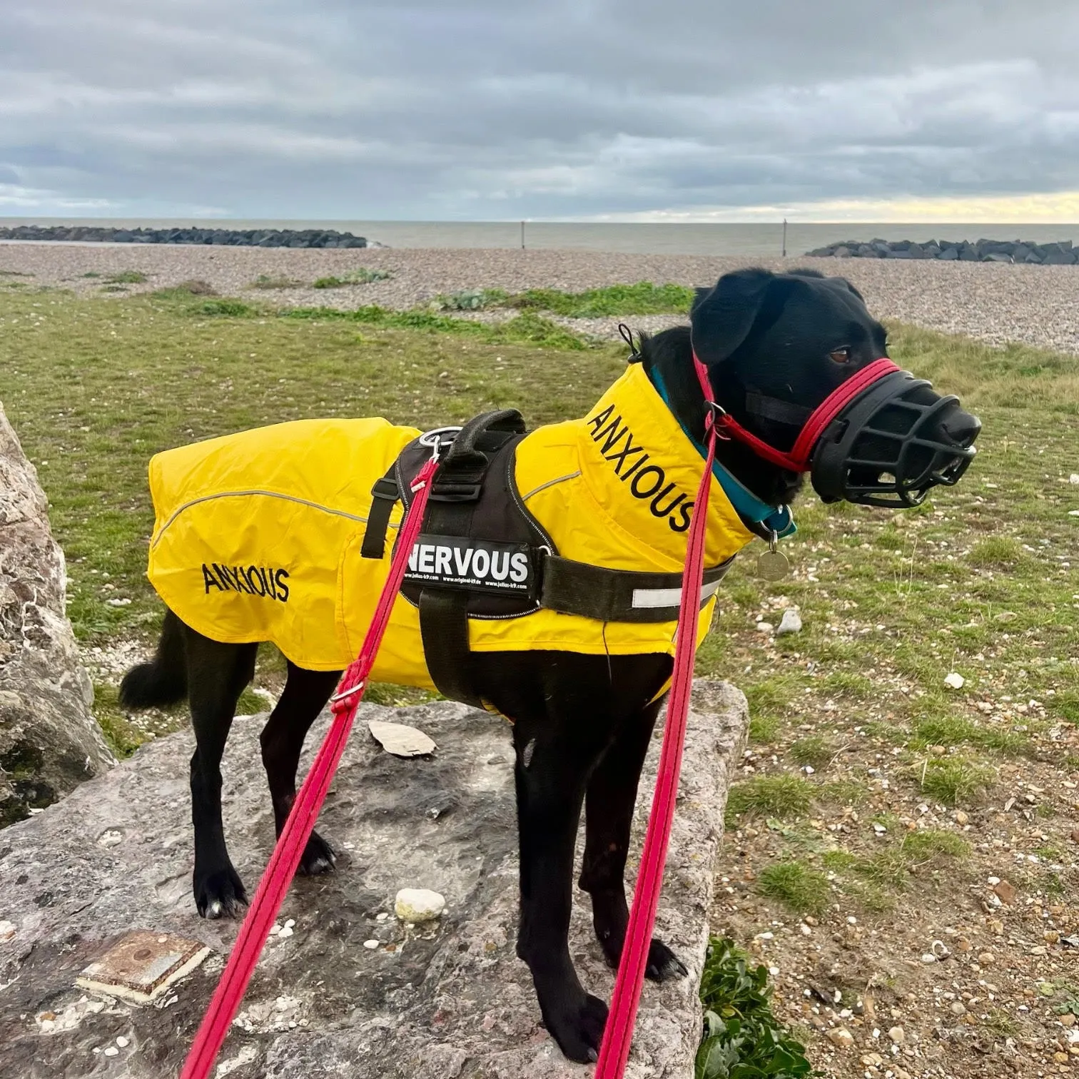 ANXIOUS DOG YELLOW LIGHTWEIGHT RAINCOAT (Extra Large)