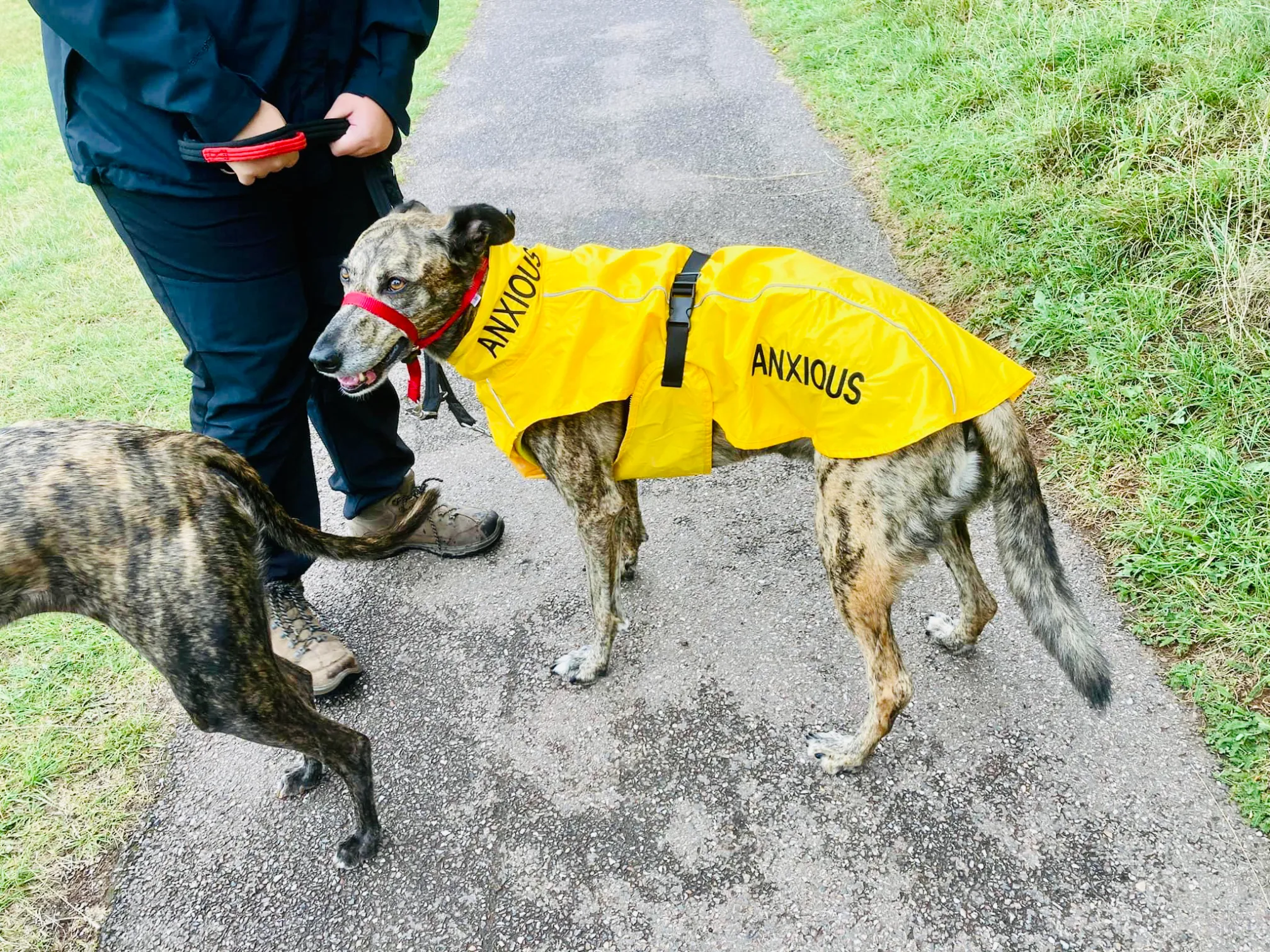 ANXIOUS DOG YELLOW LIGHTWEIGHT RAINCOAT (Extra Large)